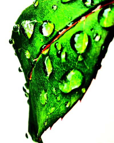 Wassertropfen Grün von Martina Konitzky