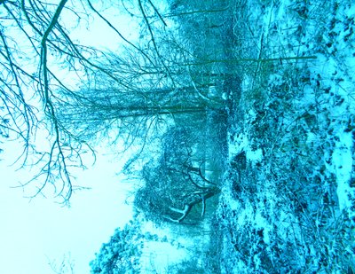 Winter Blau von Martina Konitzky
