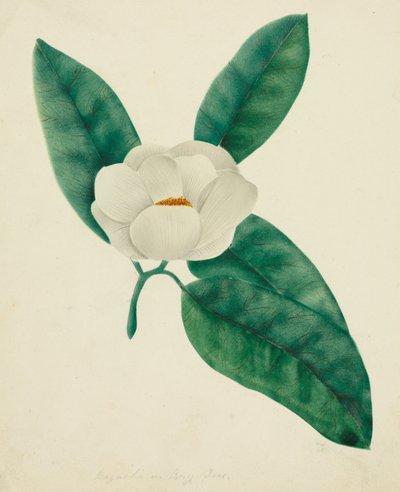 Magnolie von Mary Altha Nims