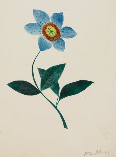 Sternblume von Mary Altha Nims