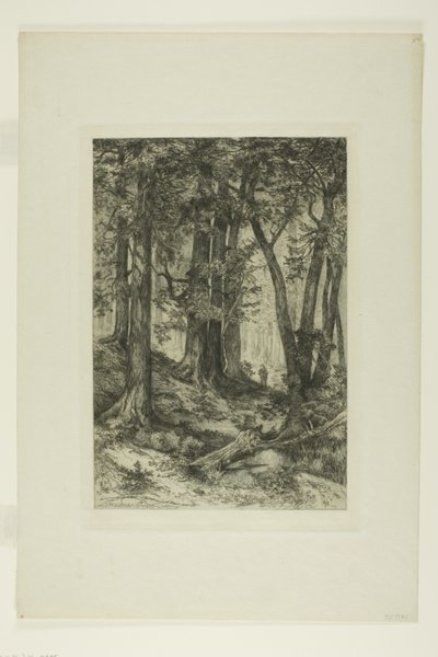 Ein Wald in Kalifornien von Mary Nimmo Moran