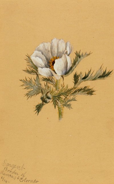 (Ohne Titel) (Blumenstudie) von Mary Vaux Walcott