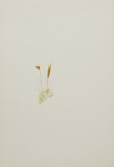 (Ohne Titel--Blumenstudie) von Mary Vaux Walcott