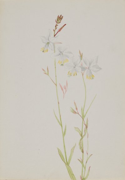 (Ohne Titel - Blumenstudie) von Mary Vaux Walcott