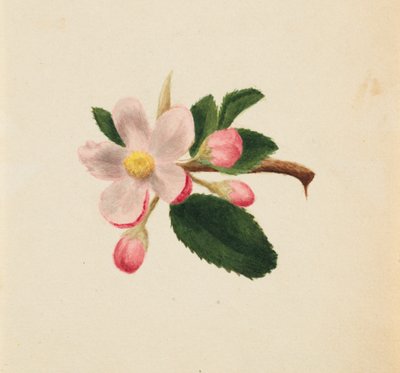 Ohne Titel (Blumenstudie) von Mary Vaux Walcott
