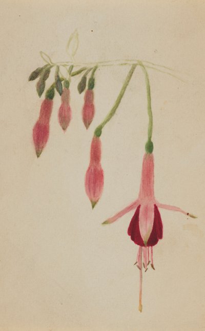 (Ohne Titel--Blumenstudie) von Mary Vaux Walcott