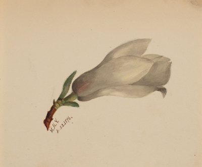 (Ohne Titel--Blumenstudie) von Mary Vaux Walcott