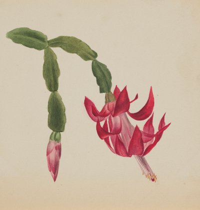(Ohne Titel--Blumenstudie) von Mary Vaux Walcott