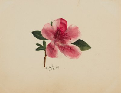 (Ohne Titel--Blumenstudie) von Mary Vaux Walcott