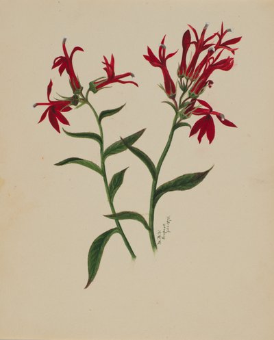 (Ohne Titel--Blumenstudie) von Mary Vaux Walcott