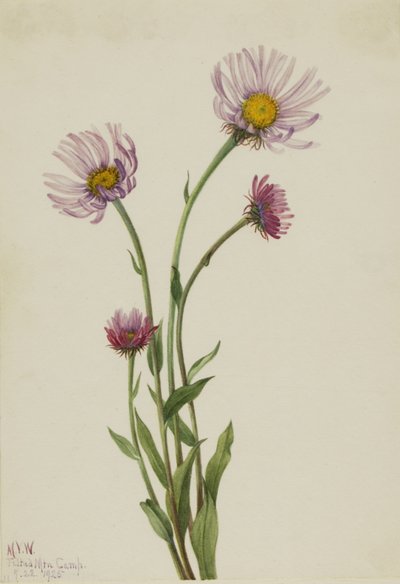 Alaska-Berufkraut (Erigeron salsuginosus) von Mary Vaux Walcott