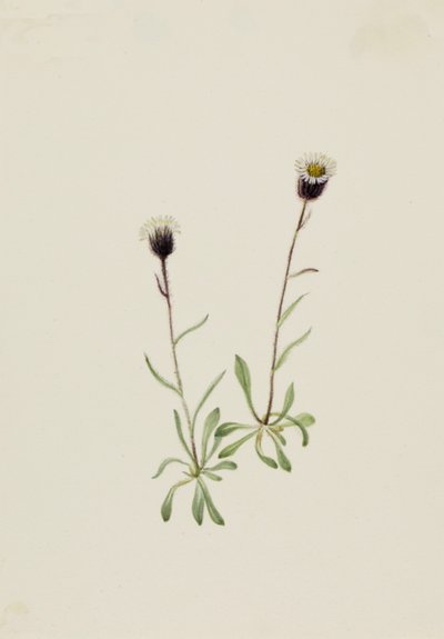 Aleutischer Flohblume Erigeron unalaschensis von Mary Vaux Walcott