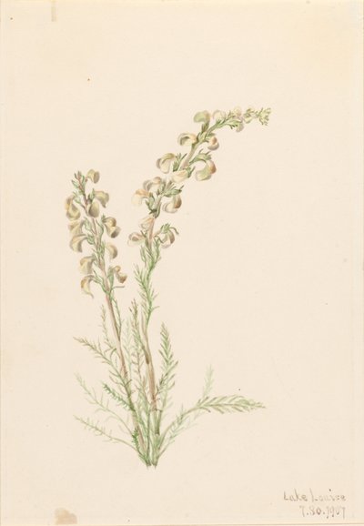 Alpines Farnleben (Pedicularis contorta) von Mary Vaux Walcott