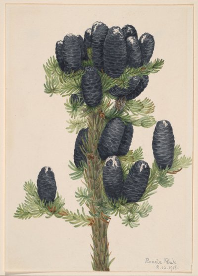 Alpen-Tanne (Abies lasiocarpa) von Mary Vaux Walcott