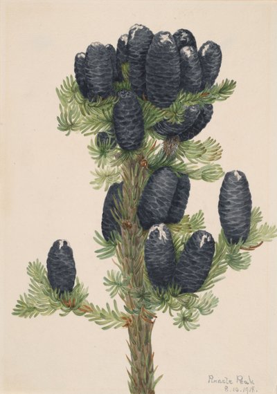 Alpen-Tanne Abies lasiocarpa von Mary Vaux Walcott