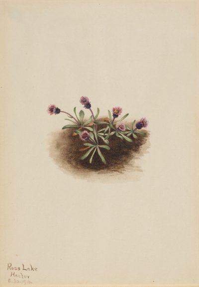 Alpen-Berufkraut Erigeron unalaschcensis, 1916 von Mary Vaux Walcott