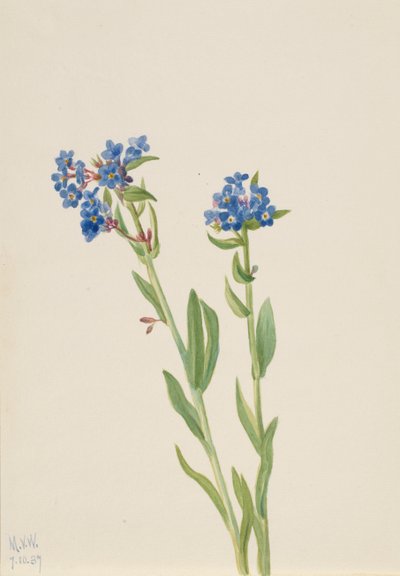 Alpen-Vergissmeinnicht Myosotis alpestris, 1937 von Mary Vaux Walcott