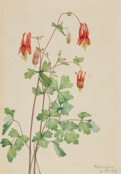 Amerikanische Akelei Aquilegia canadensis, 1919 von Mary Vaux Walcott