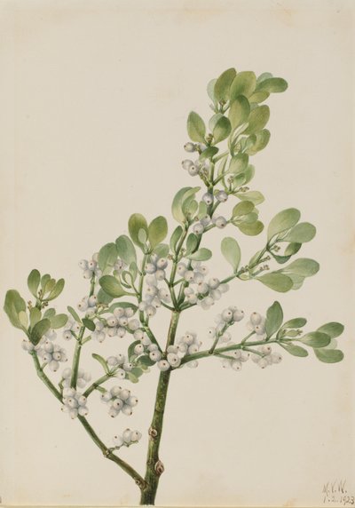 Amerikanische Mistel Phoradendron flavescens, 1923 von Mary Vaux Walcott