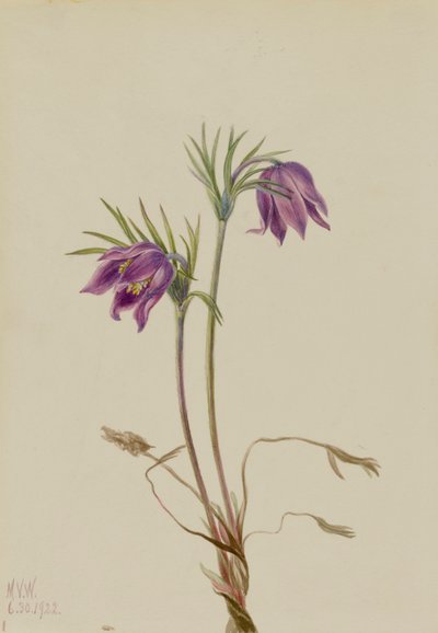 Amerikanische Küchenschelle Pulsatilla ludoviciana, 1922 von Mary Vaux Walcott