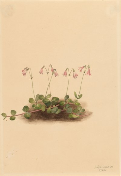 Amerikanische Zwillingblume von Mary Vaux Walcott