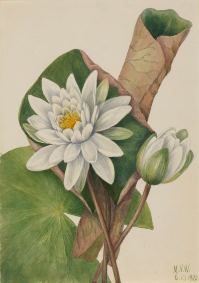 Amerikanische Seerose Castalia odorata, 1920 von Mary Vaux Walcott