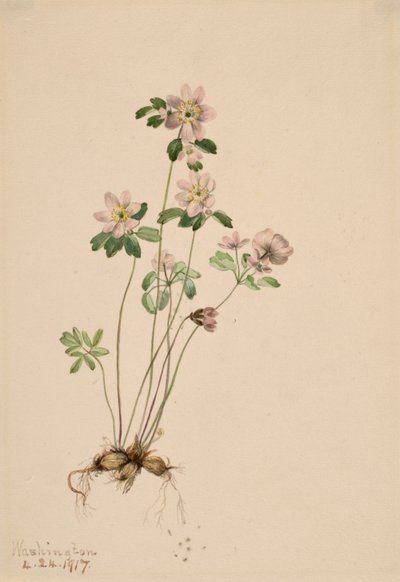 Anemonella Syndesmon thalictroides, 1917 von Mary Vaux Walcott