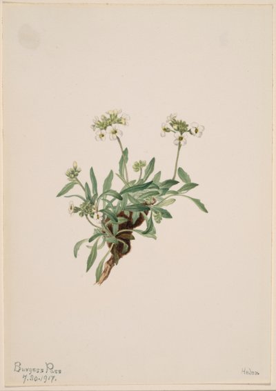 Arabis drummondii von Mary Vaux Walcott
