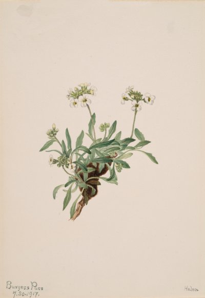 Arabis drummondii, 1917 von Mary Vaux Walcott