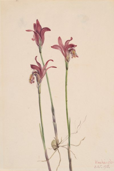 Arethusa Arethusa bulbosa, 1918 von Mary Vaux Walcott