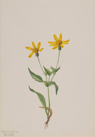 Arnika alpina, 1905 von Mary Vaux Walcott