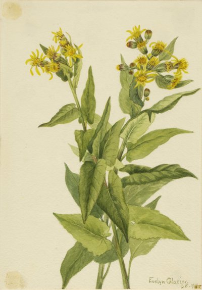 Pfeilblatt-Greiskraut Senecia triangularis, 1916 von Mary Vaux Walcott