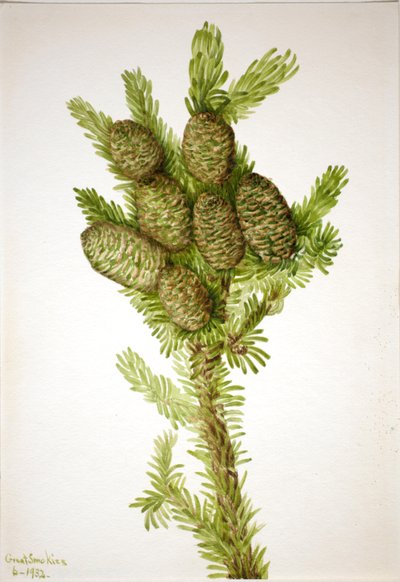 Balsam-Tanne Albies fraseri, 1932 von Mary Vaux Walcott