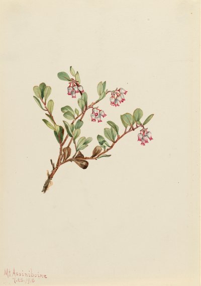 Bärentraube Arctostaphylos uva-ursi, 1916 von Mary Vaux Walcott