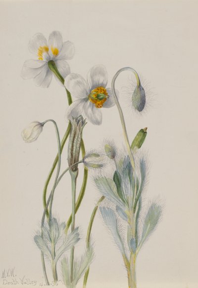 Bärenmohn (Arctomecon merriami) von Mary Vaux Walcott