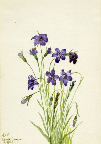 Glockenblume Campanula, 1935 von Mary Vaux Walcott