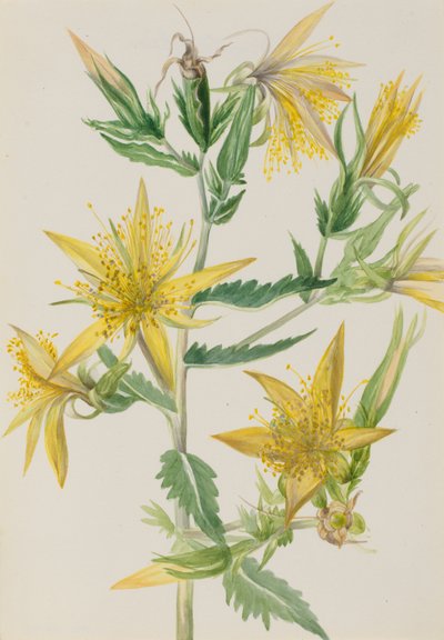 Blazing Star Mentzelia laevicaulis, ca. 1930er Jahre von Mary Vaux Walcott