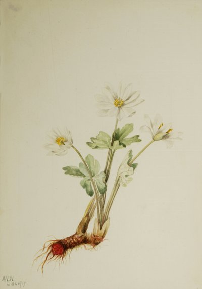 Blutwurz Sanguinaria canadensis, 1917 von Mary Vaux Walcott