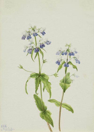 Blauäugige Mary Collinsia verna, 1927 von Mary Vaux Walcott