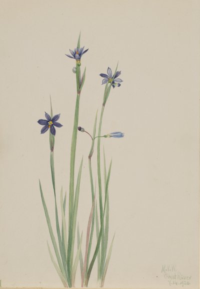 Blauäugiges Gras Sisyrinchium angustifolium, 1920 von Mary Vaux Walcott