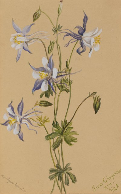 Blaue Akelei (Aquilegia caerulea) von Mary Vaux Walcott