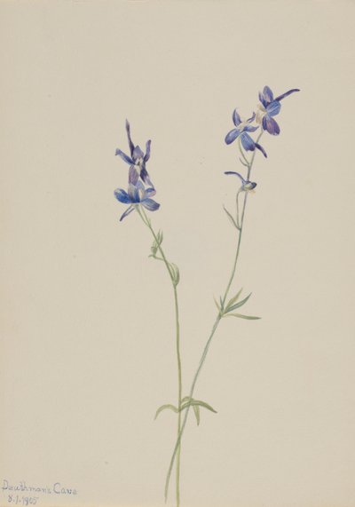 Blauer Rittersporn (Delphinium nuttallianum) von Mary Vaux Walcott