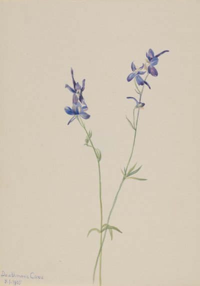 Blauer Rittersporn (Delphinium nuttallianum) von Mary Vaux Walcott