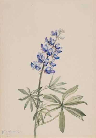 Blauer Lupine Lupinus argenteus, 1915 von Mary Vaux Walcott