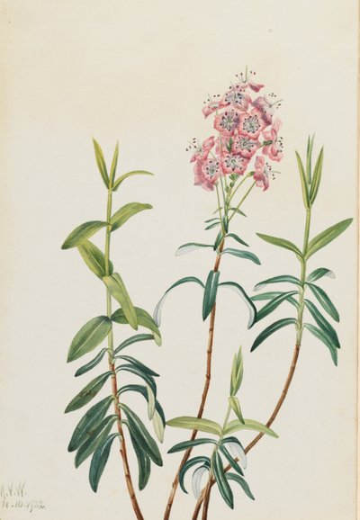 Sumpf-Kalmie (Kalmia polifolia), 1922 von Mary Vaux Walcott