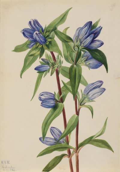Flaschenenzian (Gentiana saponaria) von Mary Vaux Walcott