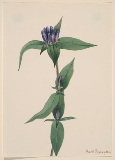 Flaschen-Enzian Gentiana saponaria, 1905 von Mary Vaux Walcott