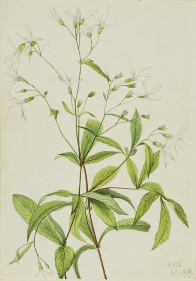 Bowmansroot Porteranthus trifoliatus, 1919 von Mary Vaux Walcott