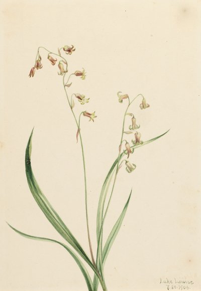 Bronzebells Stenanthium occidentale von Mary Vaux Walcott