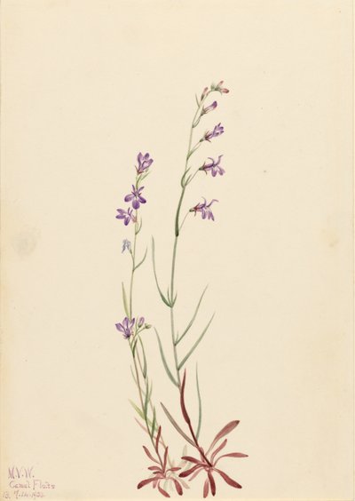 Bach-Lobelie (Lobelia kalmii) von Mary Vaux Walcott